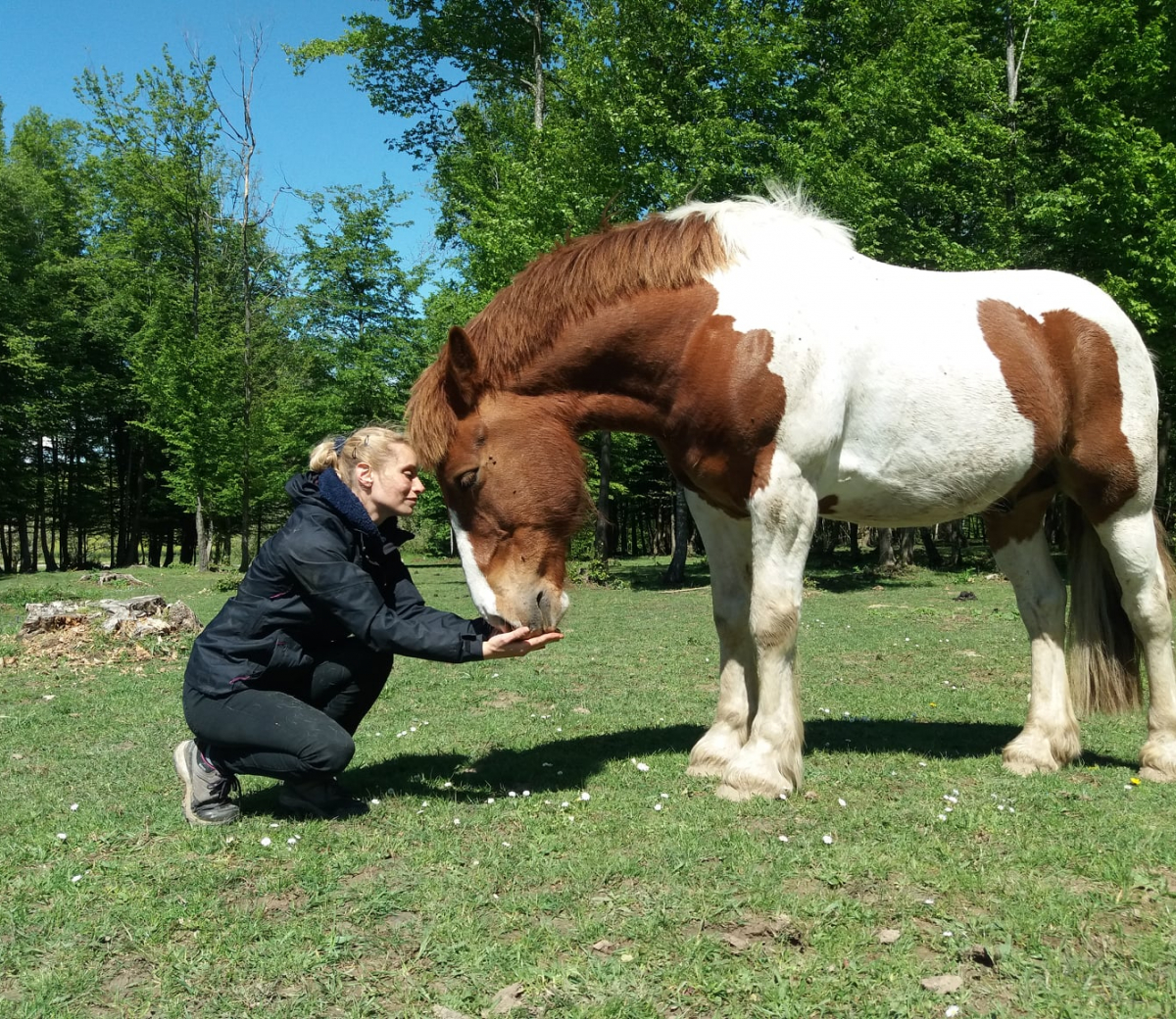 Schéhérazade avec un cheval marron et blanc en tête à tête